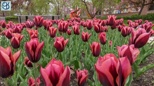 An early spring photoshoot of the flowers at Freimann Square in downtown Fort Wayne 10